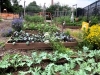 Technical and Financial Resources for Urban Farmers in NYS