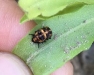 Conserving Friendly Insects on Urban Farms and Gardens