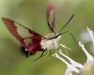 Building Pollinator Habitats as Integrated Pest Management