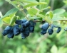 New York State Honeyberry Conference