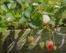Urban Berry Project: Growing Strawberries 101