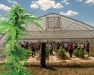 2024 Cornell High-Cannabinoid Hemp <em>Cannabis sativa</em> Field Day