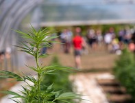 2025 Cornell High-Cannabinoid Hemp <em>Cannabis sativa</em> Field Day