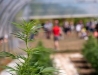 2025 Cornell High-Cannabinoid Hemp <em>Cannabis sativa</em> Field Day