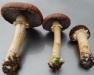 Growing Mushrooms on Gardens and Farms