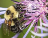 Pollinator and Beneficial Insect Conservation Short Course