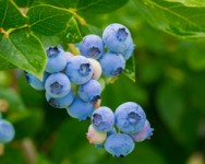 Blueberry Intensive Workshop--Ellicottville