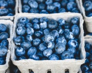 Blueberry Intensive Workshop--Millbrook