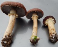 Learn to Grow Mushrooms in NYC