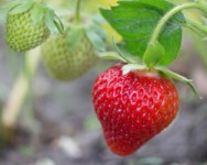 Berry Growers Workshop