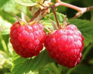 POSTPONED - Raspberries 101 Workshop