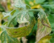 Integrated Pest Management for Urban Farmers