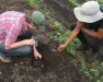 New York City Soil Health Field Day