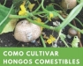 Como Cultivar Hongos Comestibles (How to Grow Edible Mushrooms)