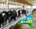 Dairy Acceleration Program