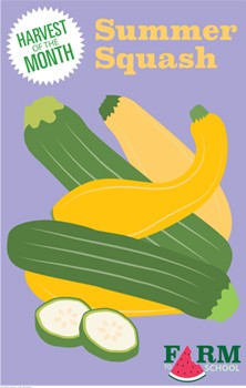 Harvest of the Month Marketing Materials - Summer Squash