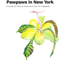 Pawpaws in NY: A Guide on How to Grow and Care for Pawpaws