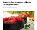 Propagating Strawberry Plants Through Runners
