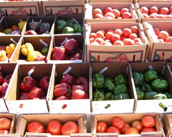Guide on How To Purchase at New York State Produce Auctions