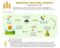Insuring Malting Barley in New York Factsheet (2019)