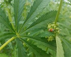 Edible Hemp Foliar Sampling Project 2018