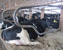 Cow Comfort in Tie Stall Barns
