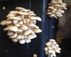 Expanding Specialty Mushroom Production on Urban and Rural Farms