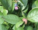 Managing Blueberry Stem Gall Wasp in New York
