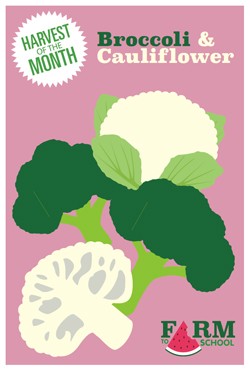 Harvest of the Month Marketing Materials - Broccoli and Cauliflower