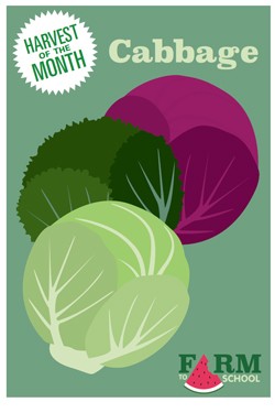 Harvest of the Month Marketing Materials - Cabbage