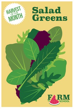 Harvest of the Month Marketing Materials - Salad Greens